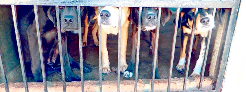 Agravamento das condições sociais aumenta abandono