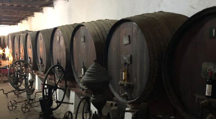 Companhia Agrícola do Sanguinhal reabre circuitos de enoturismo