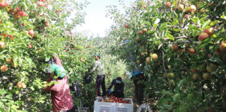 Câmara das Caldas prepara entrada de trabalhadores sazonais no concelho