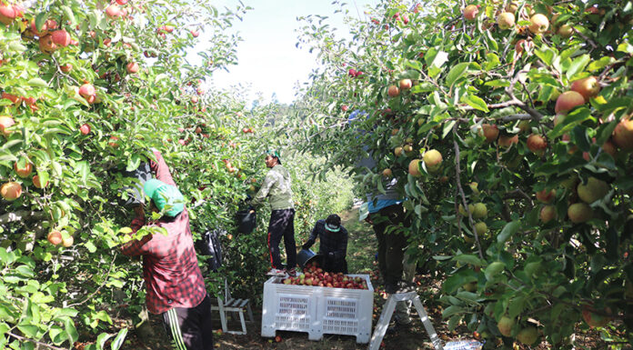 Câmara das Caldas prepara entrada de trabalhadores sazonais no concelho