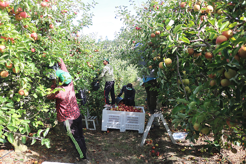 Câmara das Caldas prepara entrada de trabalhadores sazonais no concelho