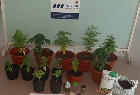 Detido em Alcobaça por produção de cannabis