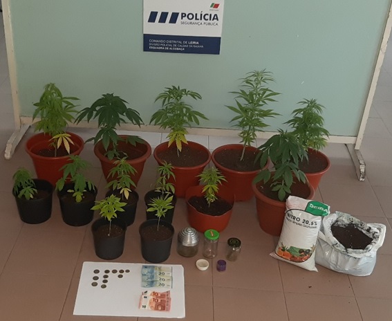 Detido em Alcobaça por produção de cannabis