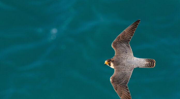 Alcobaça associa-se às celebrações do Dia do Ambiente e apela à redução do consumo