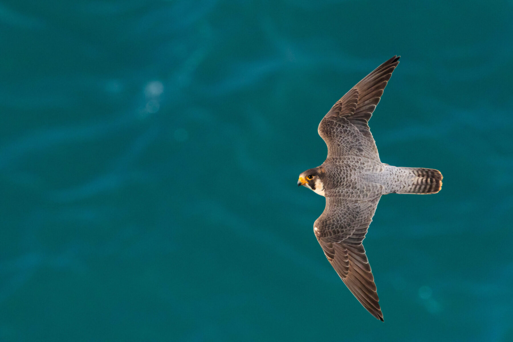 Alcobaça associa-se às celebrações do Dia do Ambiente e apela à redução do consumo
