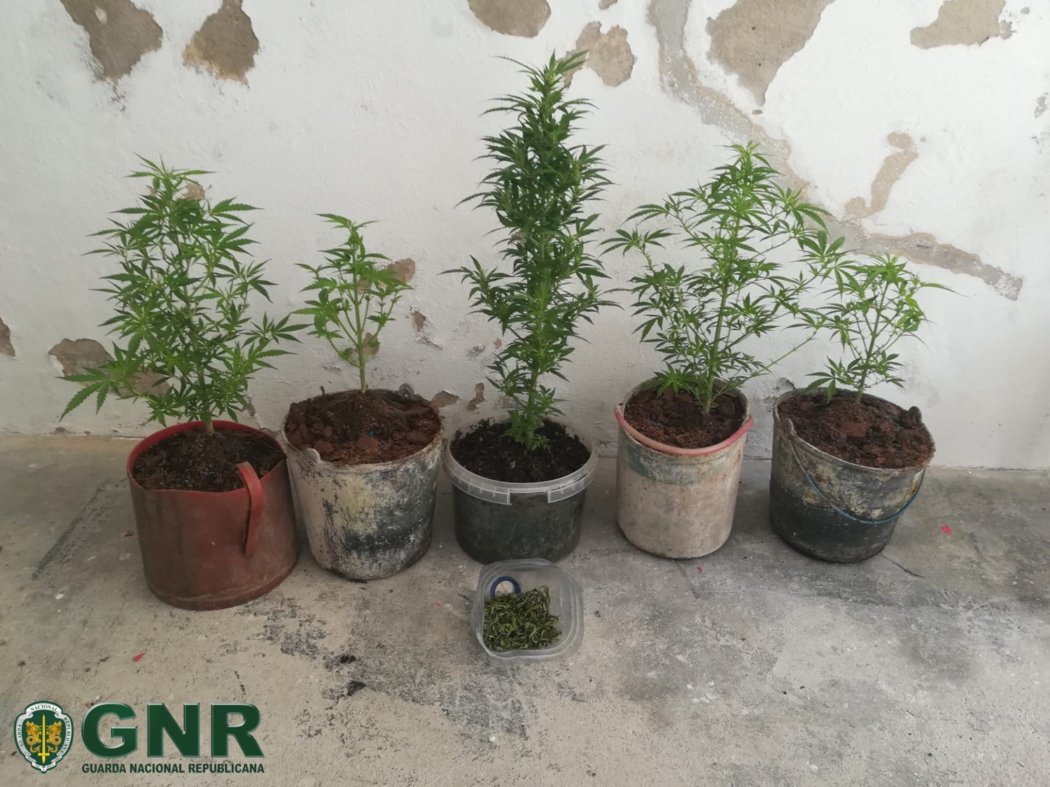 Homem detido por tráfico de estupefacientes na Serra d’El Rei