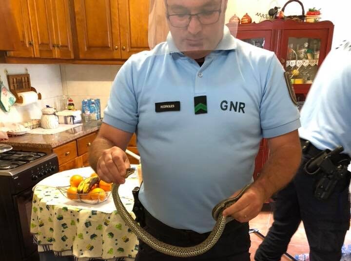 Bombeiros e GNR resgatam cobra em casa na Benedita