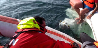 Quatro tripulantes resgatados em segurança ao largo de Peniche