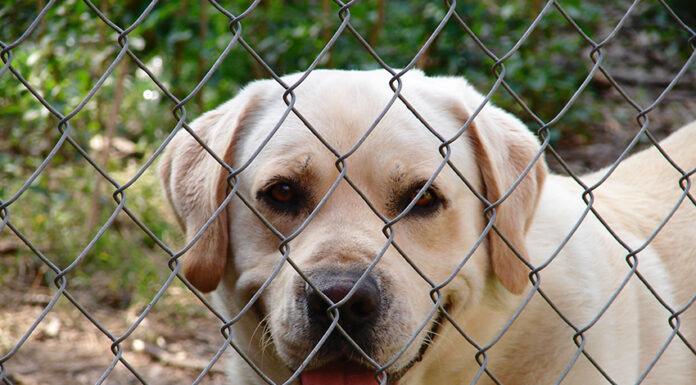 Grupo de trabalho do Governo estuda o bem-estar animal