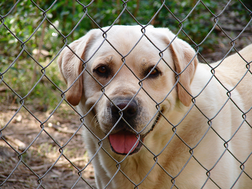Grupo de trabalho do Governo estuda o bem-estar animal