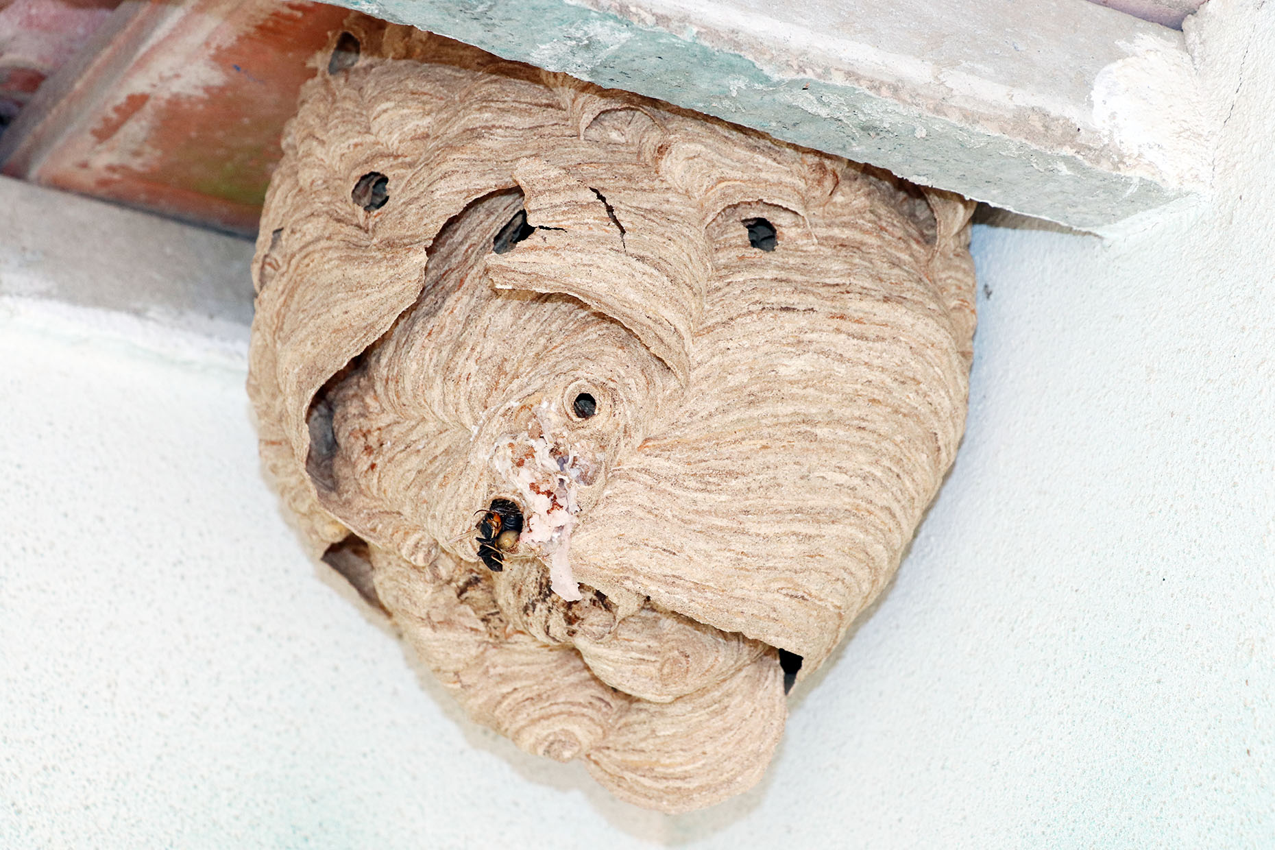 GNR destrói ninhos de vespa asiática em Peniche