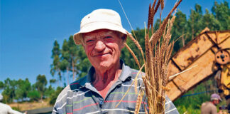 No Cadaval produz-se trigo barbela e preservam-se as espécies ancestrais