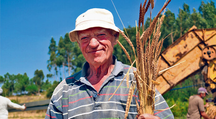No Cadaval produz-se trigo barbela e preservam-se as espécies ancestrais