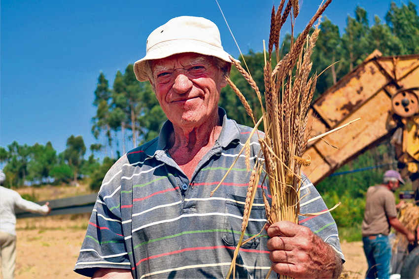 No Cadaval produz-se  trigo barbela e preservam-se as espécies ancestrais