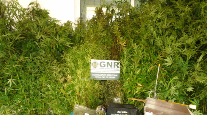 Apreendidas 200 plantas de cannabis no concelho das Caldas