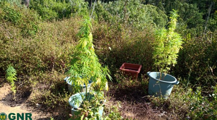 GNR apreende plantas de cannabis junto a foco de incêndio