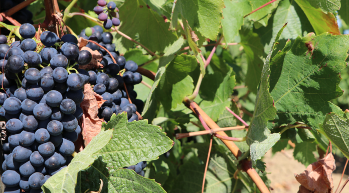 Arruda dos Vinhos abre caminho ao ensino superior