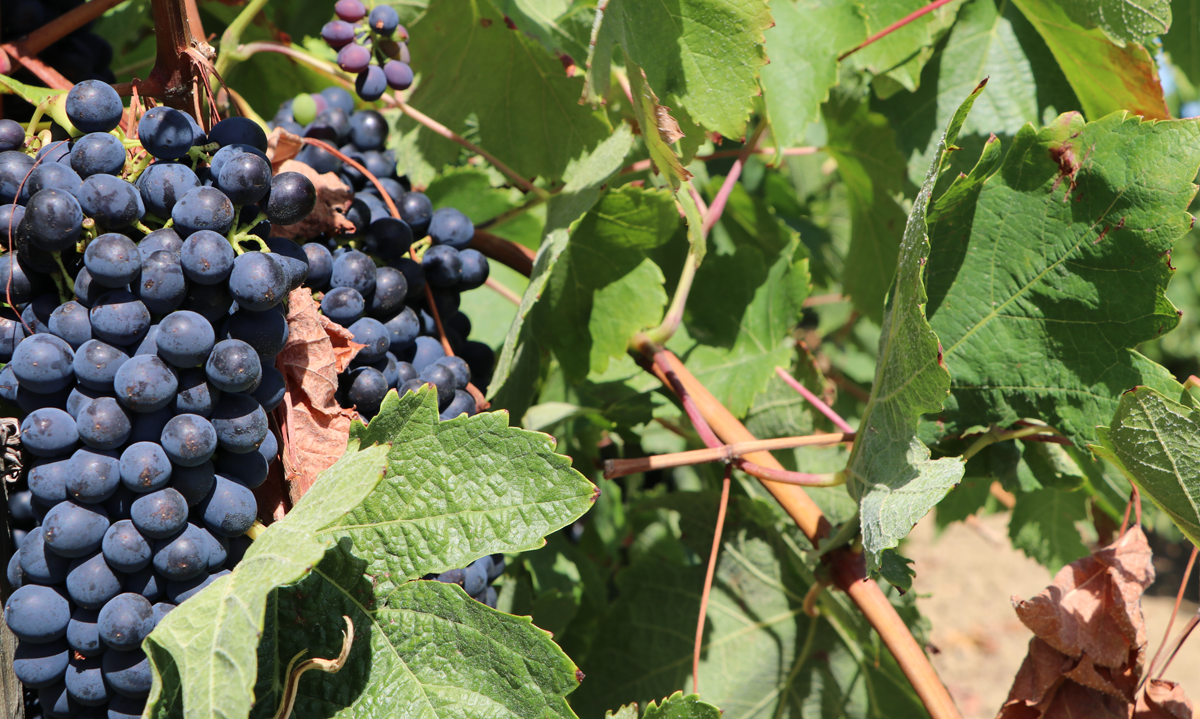 Arruda dos Vinhos abre caminho ao ensino superior