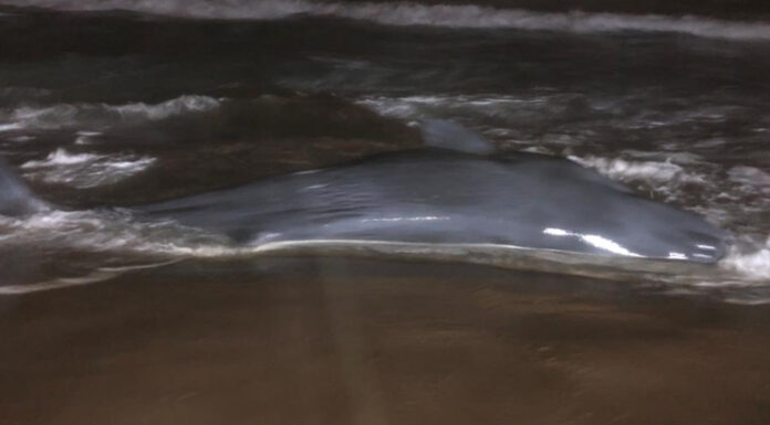 Duas baleias arrojam em praias do Oeste