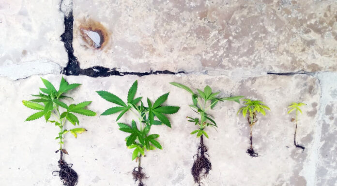 Homem detido em Peniche por tráfico de estupefacientes