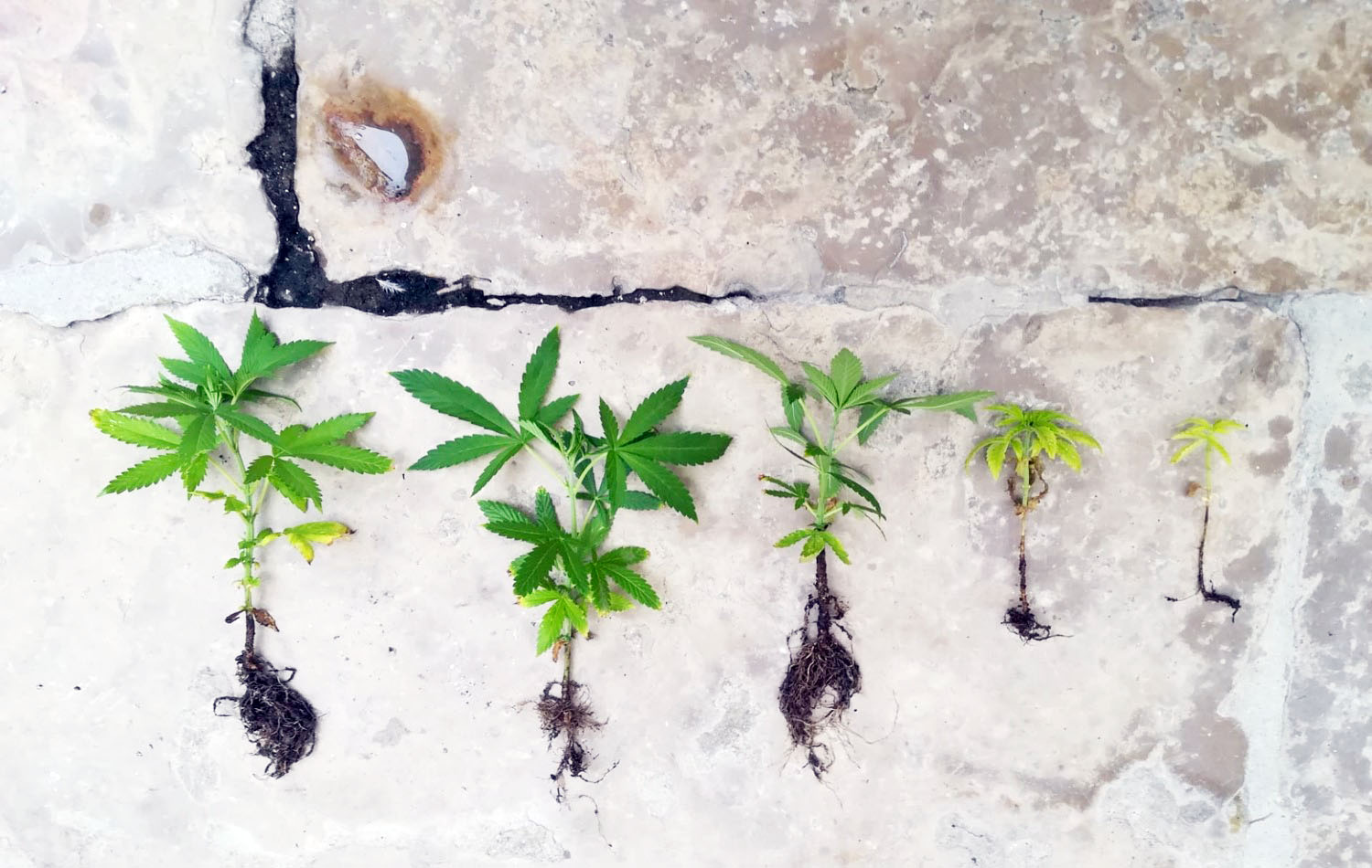 Homem detido em Peniche por tráfico de estupefacientes