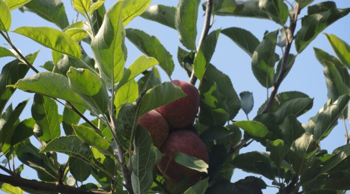 Maçã de Alcobaça está de volta às lojas
