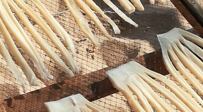 Vespas asiáticas no areal da praia da Nazaré