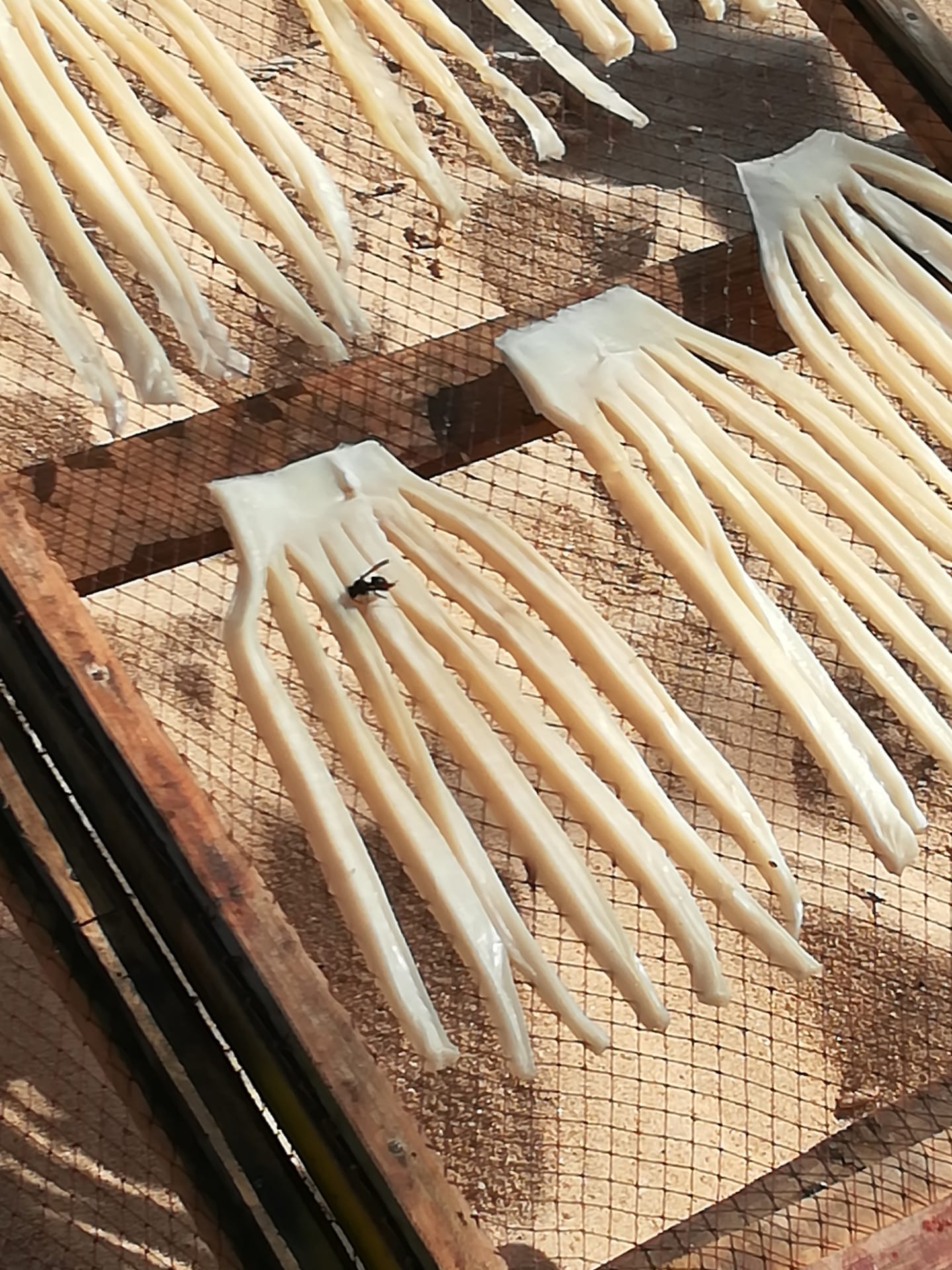 Vespas asiáticas no areal da praia da Nazaré