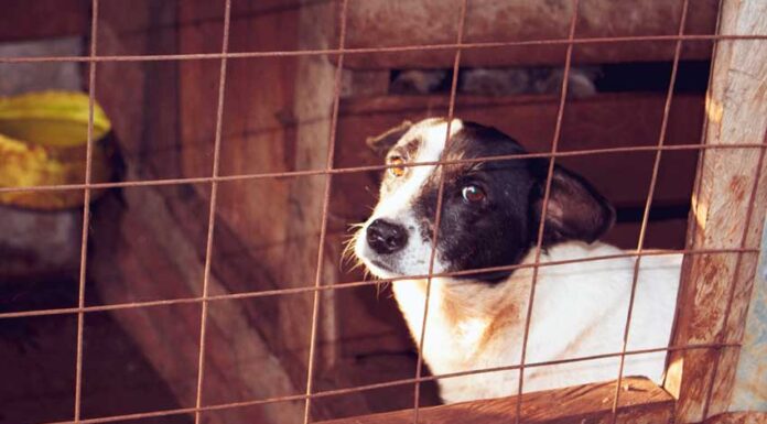 PAN quer ver criada unidade de salvação e resgate animal