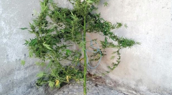 Detido por cultivo de estupefacientes no Vale Covo