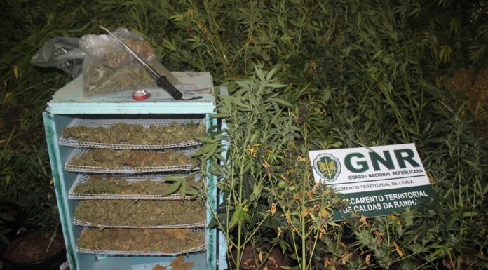 Dois detidos por tráfico de estupefacientes em Alcobaça