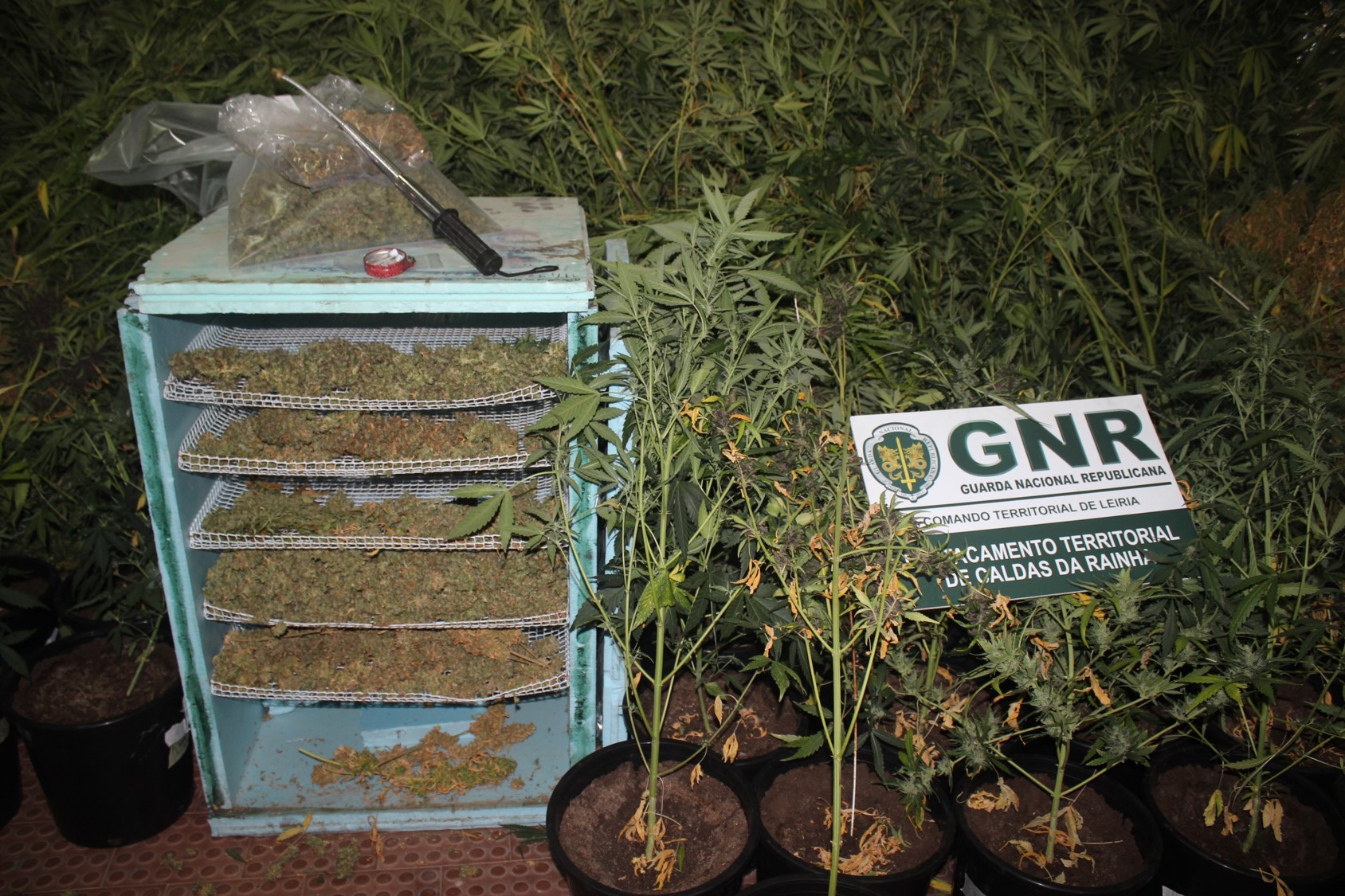 Dois detidos por tráfico de estupefacientes em Alcobaça