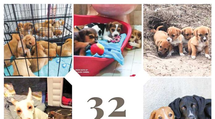 Crapaa apela à esterilização, a braços com 32 cachorros