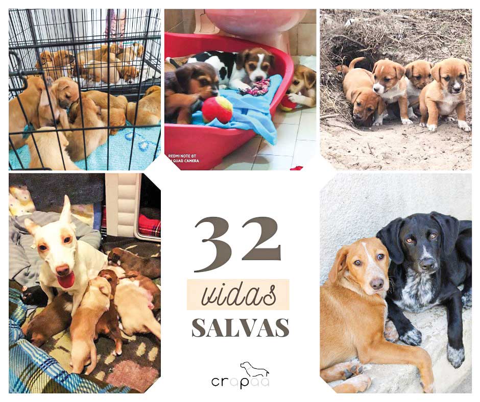 Crapaa apela à esterilização, a braços com 32 cachorros