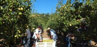 Pandemia faz disparar desemprego na região