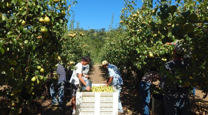 Pandemia faz disparar desemprego na região