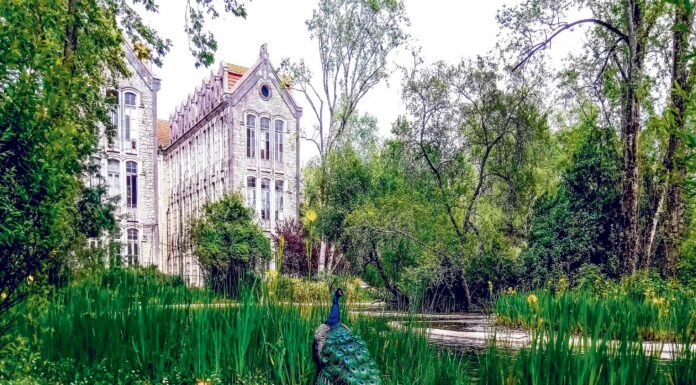 A rica fauna do Parque D Carlos I vista pela lente de Filipe Marques