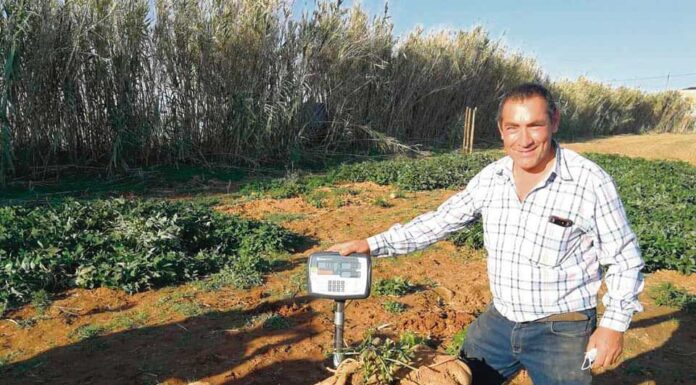 Pé de batata doce com 75 quilos entra no Guinness