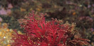 Algas vermelhas das Berlengas podem ajudar a combater o cancro