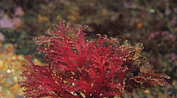 Algas vermelhas das Berlengas podem ajudar a combater o cancro