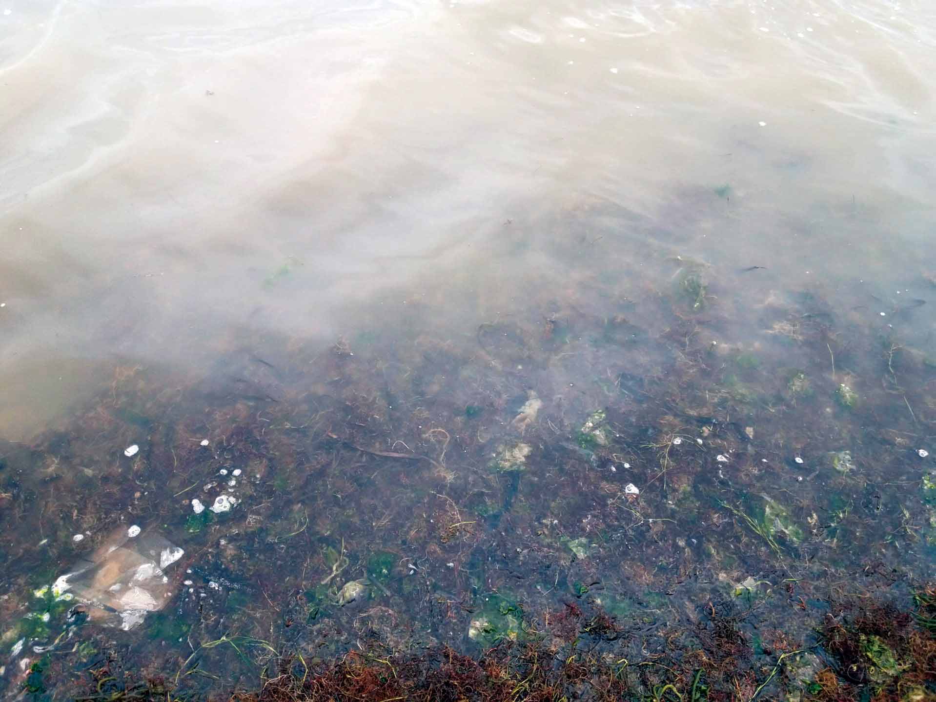 Mau cheiro na Lagoa preocupa comissão cívica