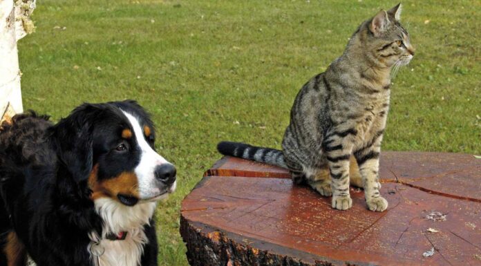 Mudança de estação tem riscos para a saúde dos bichos