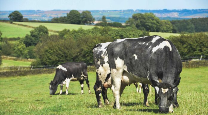 As 100 maiores cooperativas do país geraram mais de 2,3 mil milhões de euros