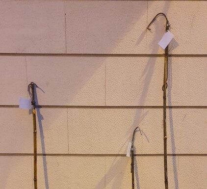 Quatro identificados por apanha de pinhas em Óbidos