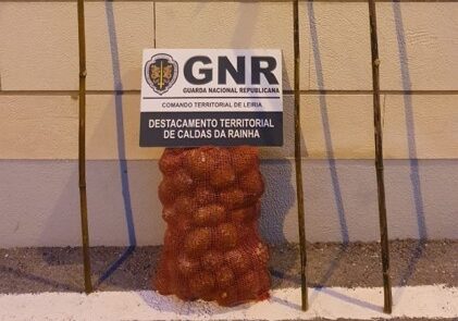 Quatro identificados por apanha de pinhas em Óbidos