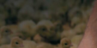 O império dos frangos com mais de um século de história