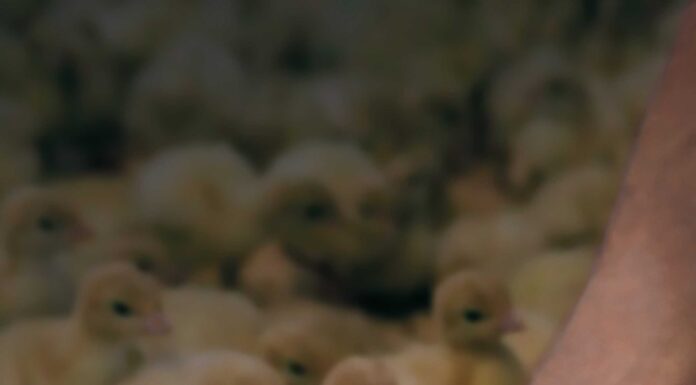 O império dos frangos com mais de um século de história