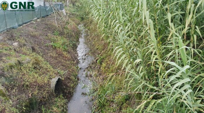 Descarga ilegal de resíduos em Alfeizerão