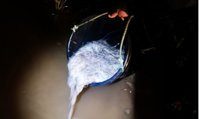 GNR apreende mais de quatro quilos de meixão na Nazaré