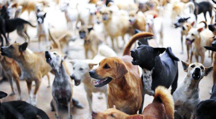 Estudo alerta para aumento de acumuladores de animais